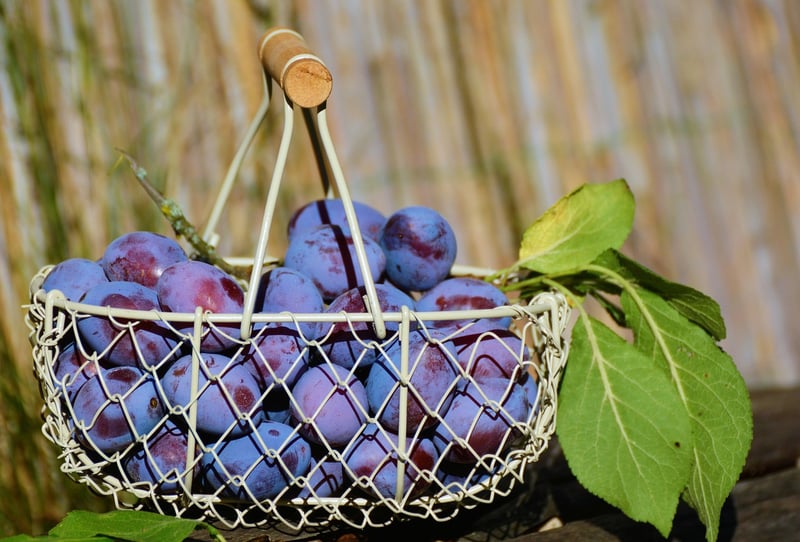 Fruit Basket