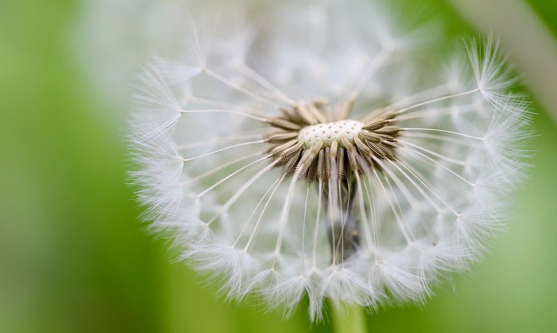 Plantable Seed Paper