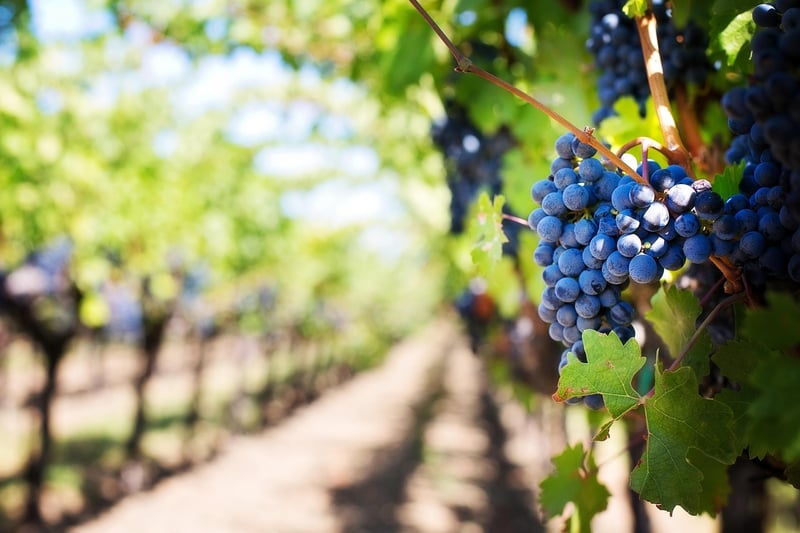 Rustic Vineyard